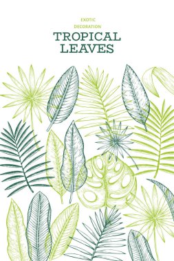Tropikal bitkiler afiş tasarımı. El çizilmiş tropikal yaz egzotik