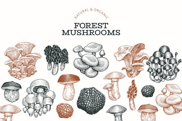 Mushroom design template. Hand drawn vector food illustration. E