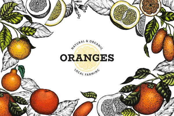 Šablona návrhu citrusových plodů. Ručně tažené vektorové barvy ovoce — Stockový vektor