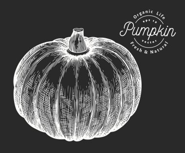 Balkabağı çizimi. El çizimi vektör sebze çizimi o