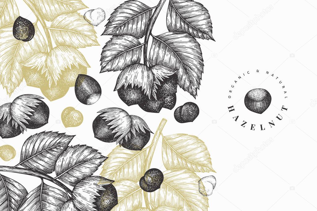 Hand drawn sketch hazelnut design template. Organic food vector illustration on white background. Retro nut illustration. Engraved style botanical background.