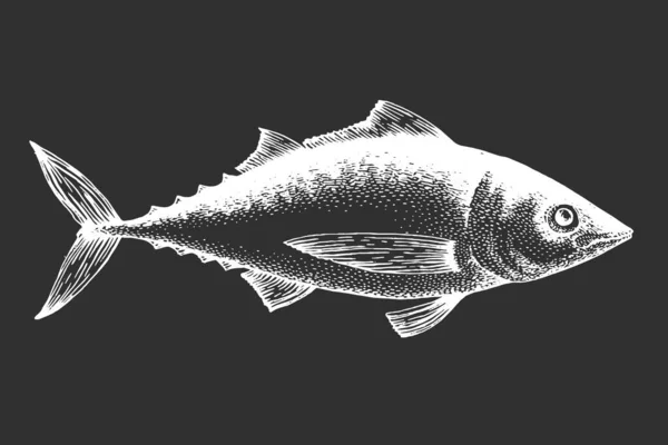 Handritad Tonfisk Illustration Vektor Fisk Illustration Krita Styrelse — Stock vektor