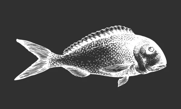 Handritad Doradoillustration Vektor Fisk Illustration Krita Styrelse — Stock vektor