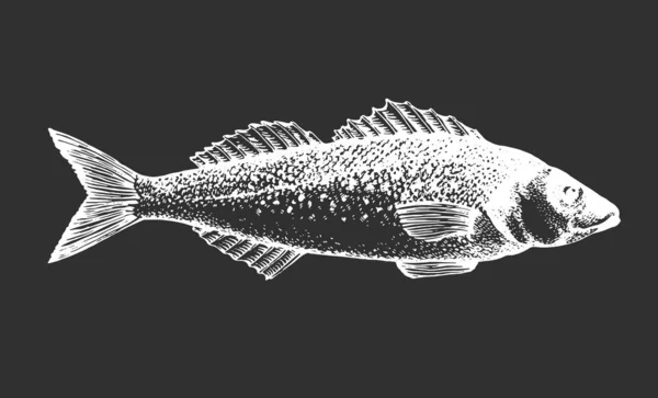 Handritad Sjögräsillustration Vektor Fisk Illustration Krita Styrelse — Stock vektor