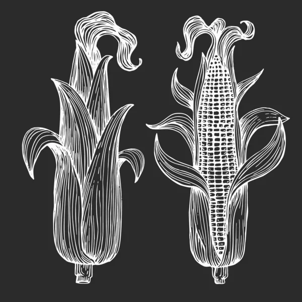 Kézzel Rajzolt Kukorica Illusztráció Vektor Növényi Vázlat Kréta Fórumon — Stock Vector
