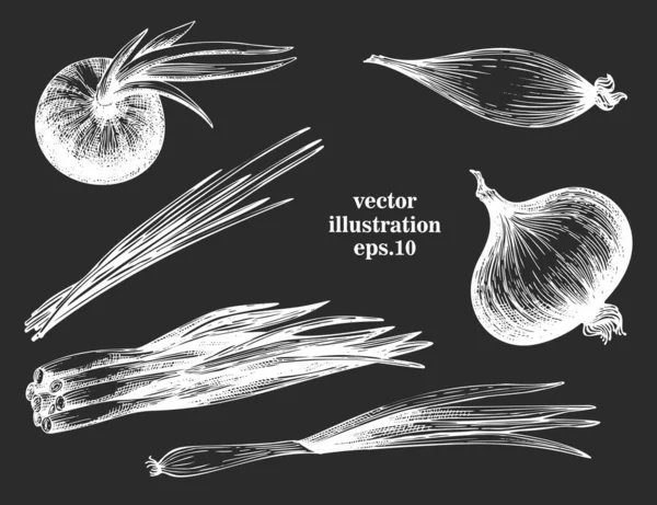 Kézzel Rajzolt Hagyma Illusztrációk Vektor Növényi Vázlat Kréta Fórumon — Stock Vector