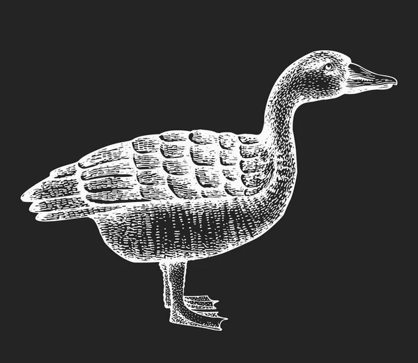 Ручной Рисунок Птицы Фермы Векторный Набросок Птицы Доске Винтажная Утка — стоковый вектор