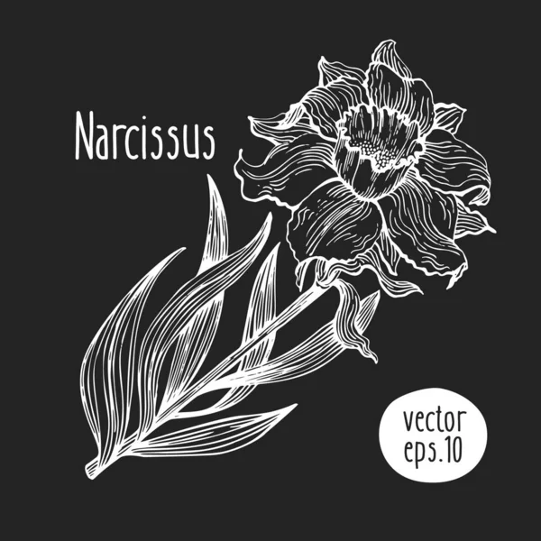 手描きベクターロゴのオリーブの枝のセットです オリーブ オイルのサイン 平和のシンボルです ギリシャの宗教 健康製品のラベルです オーガニック化粧品 エコ食品 自然の要素 ストックベクター C Chipurkolubov Rambler Ru