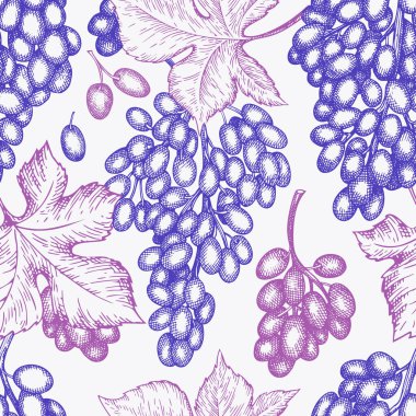 Üzüm tasarımı şablonu. El çizimi üzümlü üzüm çizimi. İşlenmiş stil geçmişe dönük botanik afişi.