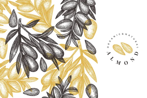 Plantilla Diseño Almendras Dibujada Mano Ilustración Ecológica Vectores Alimenticios Ilustración — Archivo Imágenes Vectoriales