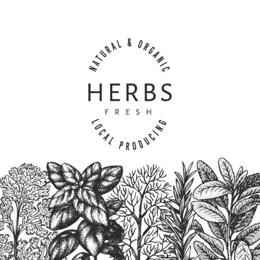 Mutfak otları afiş şablonu. El çizimi klasik botanik çizimi. İşlemeli stil. Retro gıda arka planı.