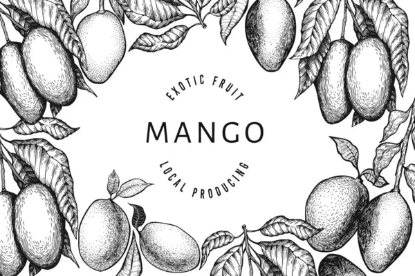 Mangó Design Sablon Kézzel Rajzolt Vektor Trópusi Gyümölcs Illusztráció Gravírozott — Stock Vector