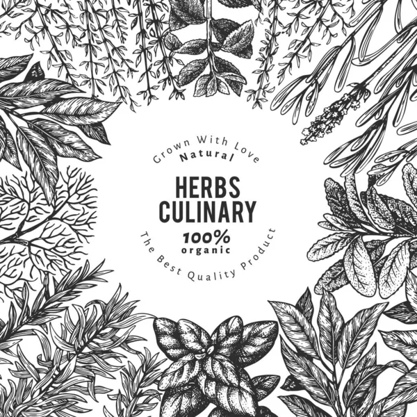 Culinary Herbs Banner Template Hand Drawn Vintage Botanical Illustration Engraved — Stock Vector