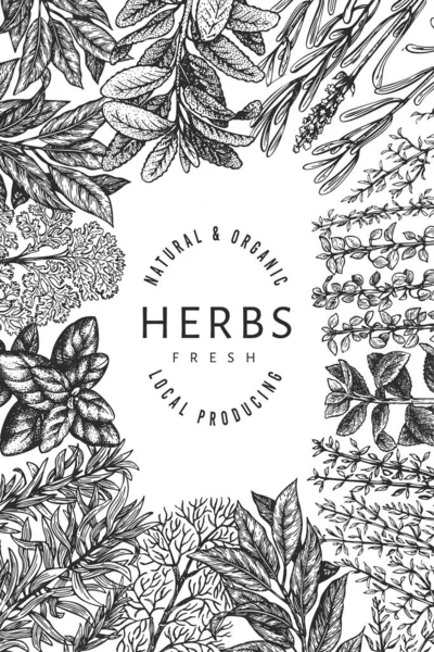 Culinary Herbs Banner Template Hand Drawn Vintage Botanical Illustration Engraved — Stock Vector