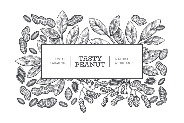 手描きピーナッツブランチとカーネルデザインテンプレート 白い背景の有機食品ベクトル図 ビンテージナッツの背景 彫刻風植物画 — ストックベクタ