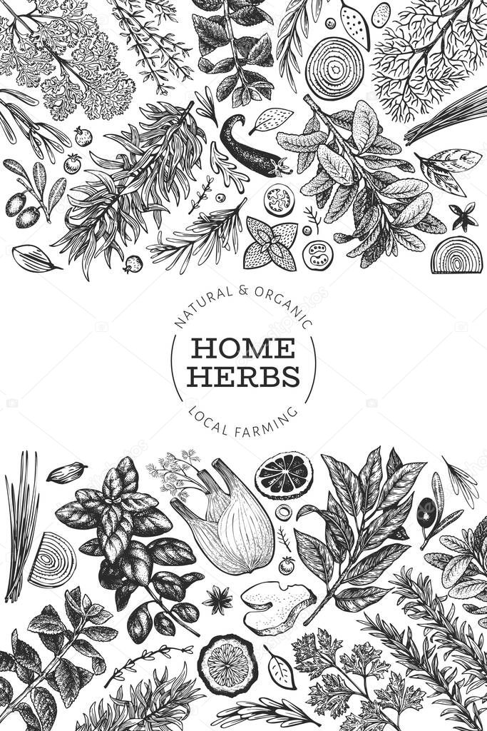 Culinary herbs banner template. Hand drawn vintage botanical illustration. Engraved style. Retro food background.