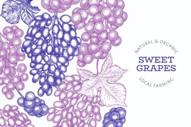 Üzüm tasarımı şablonu. El çizimi üzümlü üzüm çizimi. İşlenmiş stil geçmişe dönük botanik afişi.