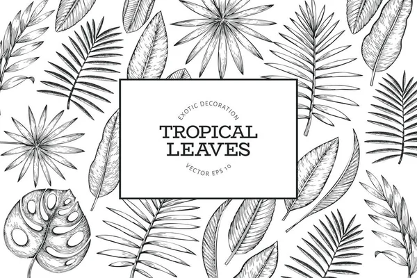 Progettazione Banner Piante Tropicali Illustrazione Foglie Esotiche Estive Tropicali Disegnate — Vettoriale Stock