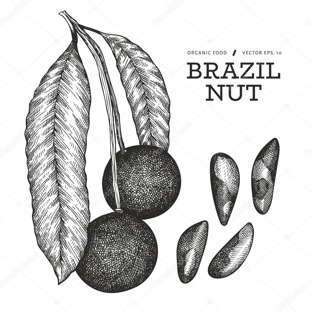 Hand drawn brazilian nut branch and kernels. Organic food vector illustration on white background. Vintage nut illustration. Engraved style botanical picture.