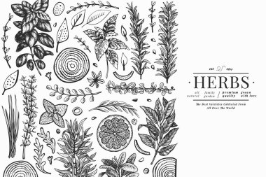 Mutfak otları afiş şablonu. El çizimi klasik botanik çizimi. İşlemeli stil. Antika gıda arka planı.