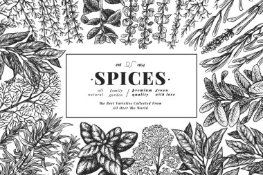 Mutfak otları afiş şablonu. El çizimi klasik botanik çizimi. İşlemeli stil. Antika gıda arka planı.