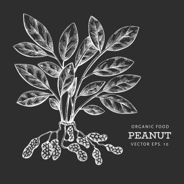 El yapımı fıstık dalı ve çekirdekler. Tebeşir tahtasında organik gıda vektör çizimi. Retro fındık çizimi. İşlenmiş biçim botanik resim.