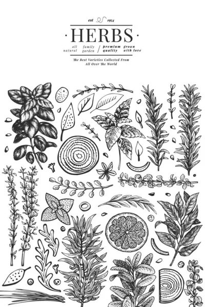 料理ハーブバナーテンプレート 手描きのヴィンテージ植物イラスト 刻まれたスタイル ヴィンテージフードの背景 — ストックベクタ
