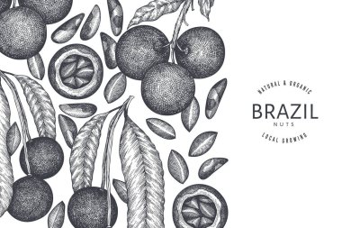 El çizimi Brezilya fındık dalı ve çekirdek tasarım şablonu. Beyaz arka planda organik gıda vektör illüstrasyonu. Retro fındık çizimi. İşlenmiş stil botanik afişi.