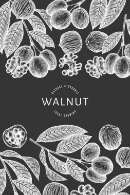 El çizimi ceviz tasarımı şablonu. Tebeşir tahtasında organik gıda vektör çizimi. Klasik fındık çizimi. İşlenmiş biçim botanik arkaplanı.