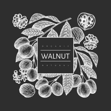 El çizimi ceviz tasarımı şablonu. Tebeşir tahtasında organik gıda vektör çizimi. Klasik fındık çizimi. İşlenmiş biçim botanik arkaplanı.