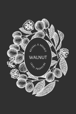 El çizimi ceviz tasarımı şablonu. Tebeşir tahtasında organik gıda vektör çizimi. Klasik fındık çizimi. İşlenmiş biçim botanik arkaplanı.