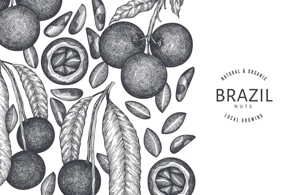 Ручной Рисунок Бразильской Ветви Ореха Шаблон Дизайна Ядер Органические Векторные — стоковый вектор