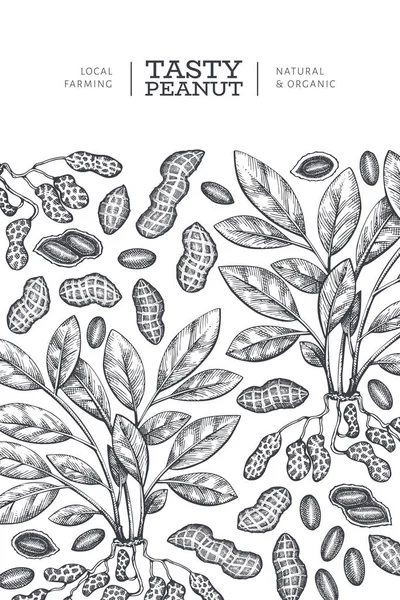 Handgezeichnete Erdnusszweig Und Kerne Design Vorlage Organische Vektordarstellung Auf Weißem — Stockvektor