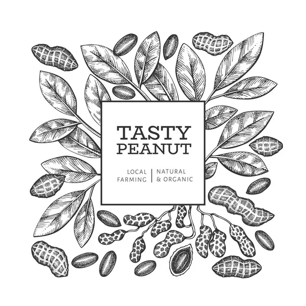 手描きピーナッツブランチとカーネルデザインテンプレート 白い背景の有機食品ベクトル図 レトロなナッツの背景 彫刻風植物画 — ストックベクタ