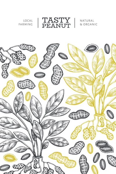 Plantilla Diseño Ramas Cacahuete Granos Dibujados Mano Ilustración Vectores Alimentos — Vector de stock