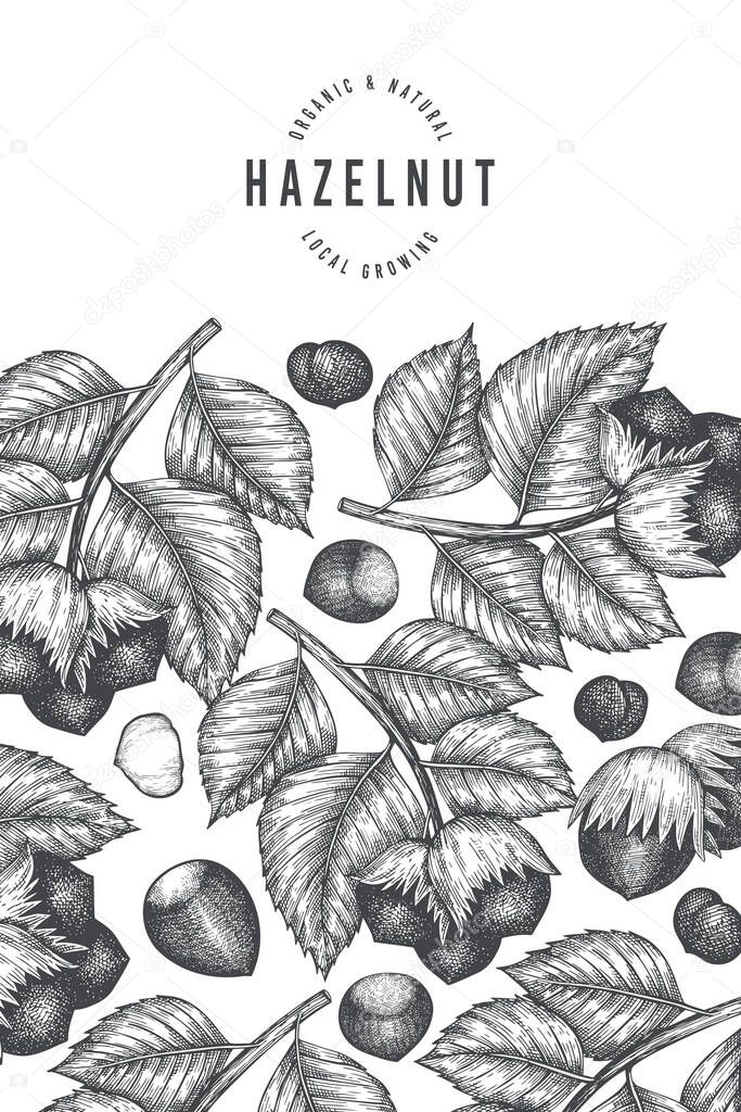 Hand drawn sketch hazelnut design template. Organic food vector illustration on white background. Vintage nut illustration. Engraved style botanical background.