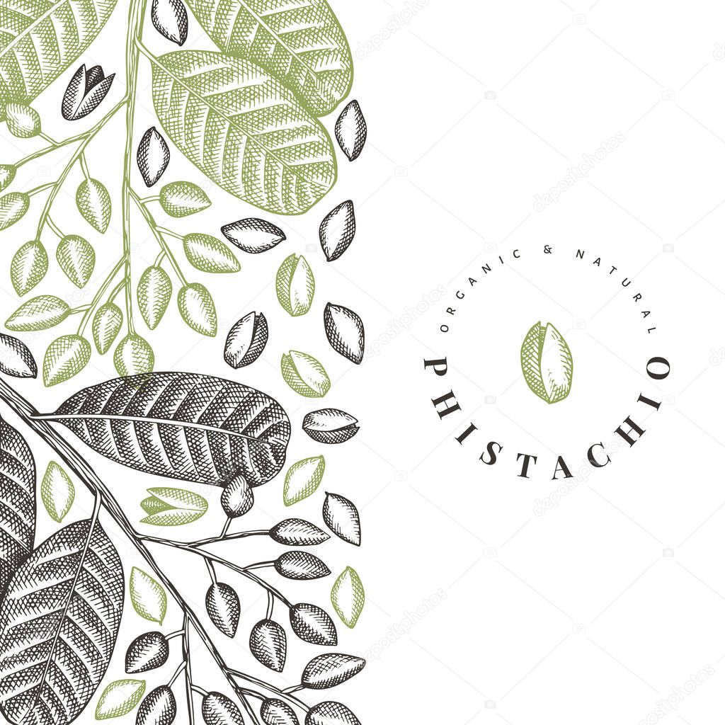 Hand drawn phistachio branch and kernels design template. Organic food vector illustration on white background. Vintage nut illustration. Engraved style botanical banner.