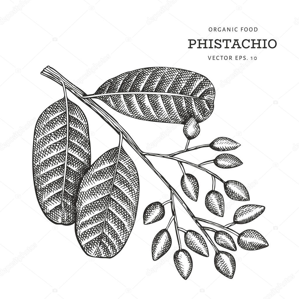 Hand drawn pistachio branch and kernels. Organic food vector illustration on white background. Vintage nut illustration. Engraved style botanical picture.