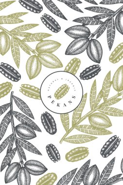 El yapımı ceviz dalı ve çekirdek dizayn şablonu. Beyaz arka planda organik gıda vektör illüstrasyonu. Klasik fındık çizimi. İşlenmiş biçim botanik resim.