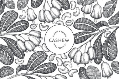 Hand drawn sketch cashew design template. Organic food vector illustration on white background. Vintage nut illustration. Engraved style botanical background. clipart