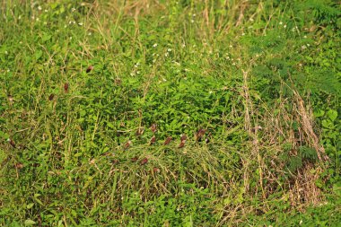 Çayırdaki yabani otlar. Yaklaş.