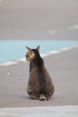 Güzel sokak kedisi portresi. 