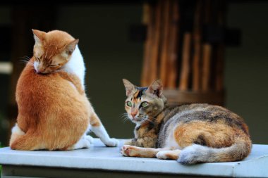 Dışarıda uyuyan iki sokak kedisi.