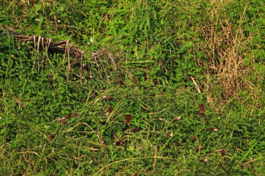 Çayırdaki yabani otlar. Yaklaş.