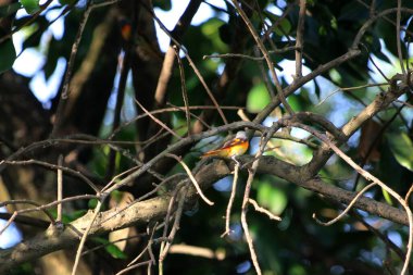 Daldaki kuşun yakın plan çekimi. 
