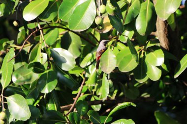 Daldaki kuşun yakın plan çekimi. 