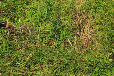 Çayırdaki yabani otlar. Yaklaş.
