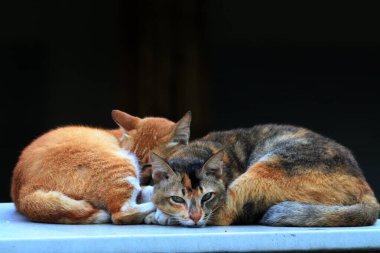 Dışarıda uyuyan iki sokak kedisi.