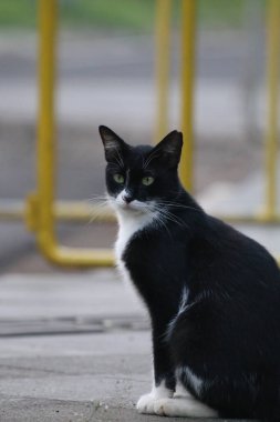 Parktaki sevimli sokak kedisi. 