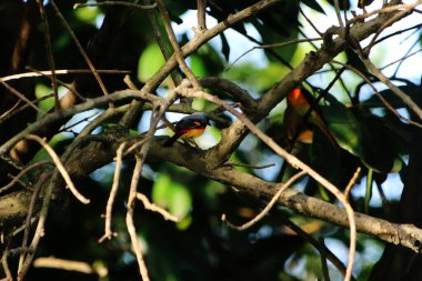 Daldaki kuşun yakın plan çekimi. 